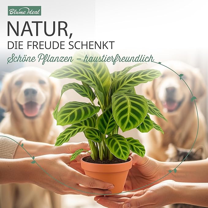 “Tierfreund” Pflanzen-Set + 4x Zinktopf | 4er-Set | ca. 30-60 cm | Ø 12-15 cm Topf - Image 3