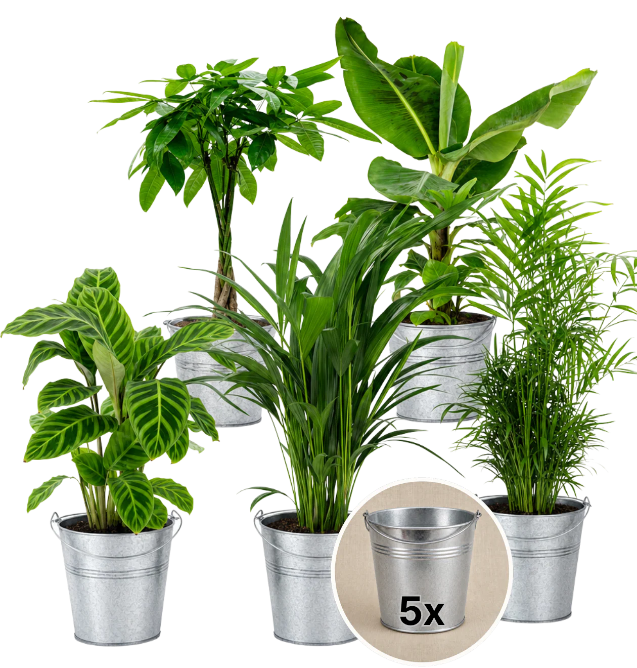 “Tierfreund” Pflanzen-Set + 5x Zinktopf | 5er-Set | ca. 30-60 cm | Ø 12-15 cm Topf