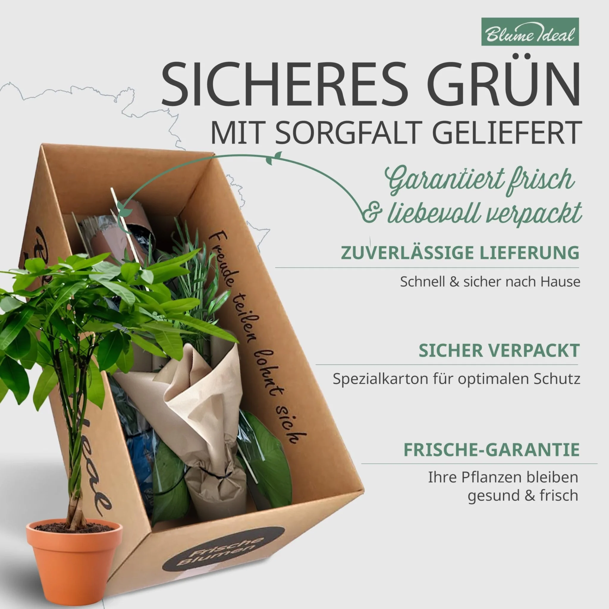 “Tierfreund” Pflanzen-Set + 5x Zinktopf | 5er-Set | ca. 30-60 cm | Ø 12-15 cm Topf - Image 5