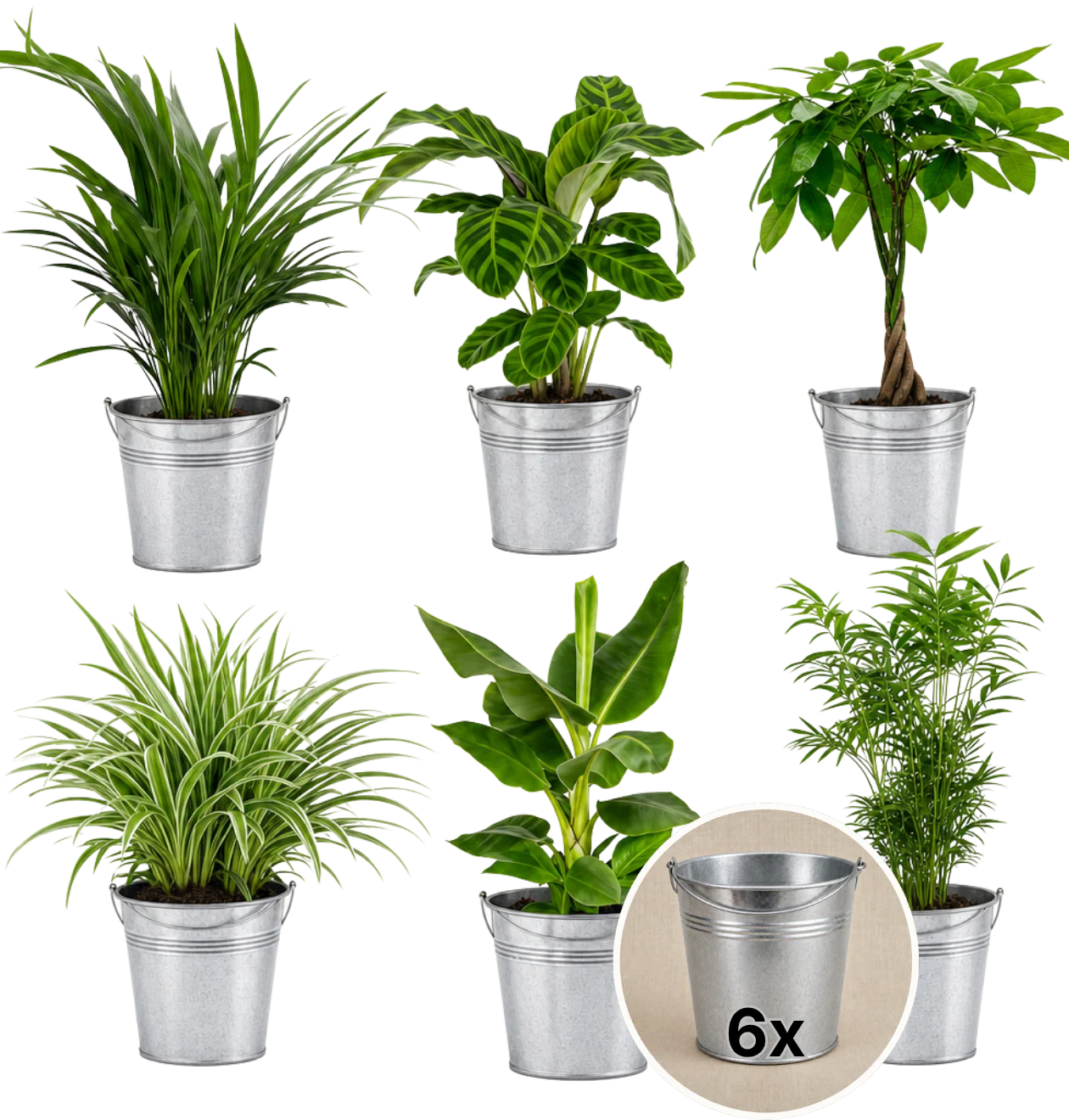 “Tierfreund” Pflanzen-Set + 6x Zinktopf | 6er-Set | ca. 30-60 cm | Ø 12-15 cm Topf