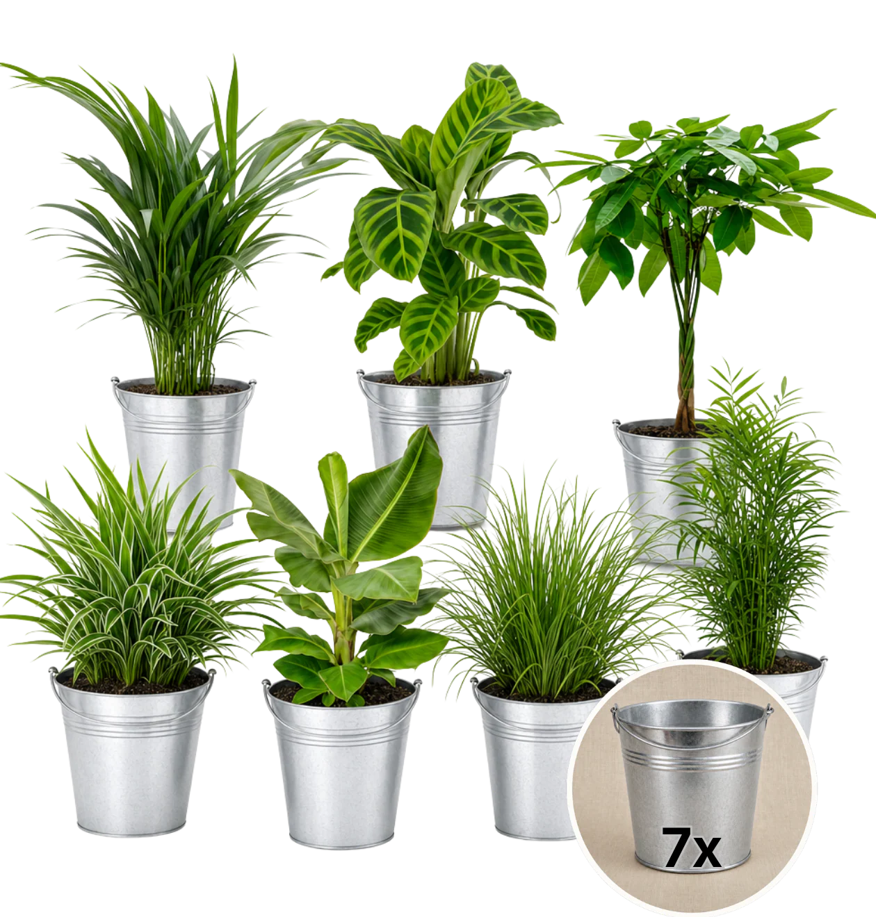 “Tierfreund” Pflanzen-Set + 7x Zinktopf | 7er-Set | ca. 30-60 cm | Ø 12-15 cm Topf