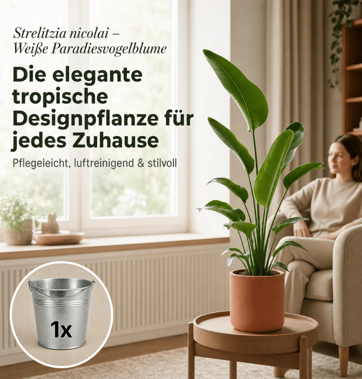 Weiße Paradiesvogelblume + 1x Zinktopf | Strelitzia Nicolai | ca. 45-55 cm | Ø 12-15 cm Topf - Image 2