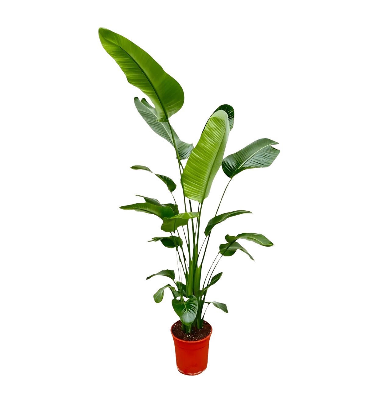 Weiße Paradiesvogelblume | Strelitzia Nicolai | ca. 45-55 cm | Ø 12-15 cm Topf