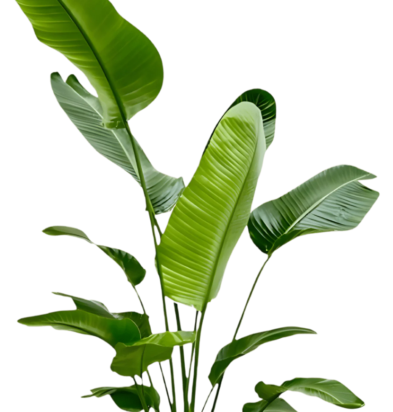 Weiße Paradiesvogelblume | Strelitzia Nicolai | ca. 45-55 cm | Ø 12-15 cm Topf - Image 2