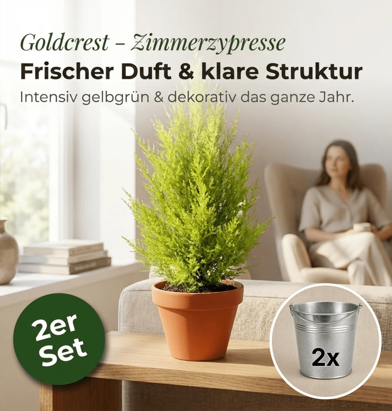 Zimmerzypresse + 2x Zinktopf | 2er-Set | Goldcrest | ca. 40-50 cm | Ø 12-15 cm Topf - Image 2