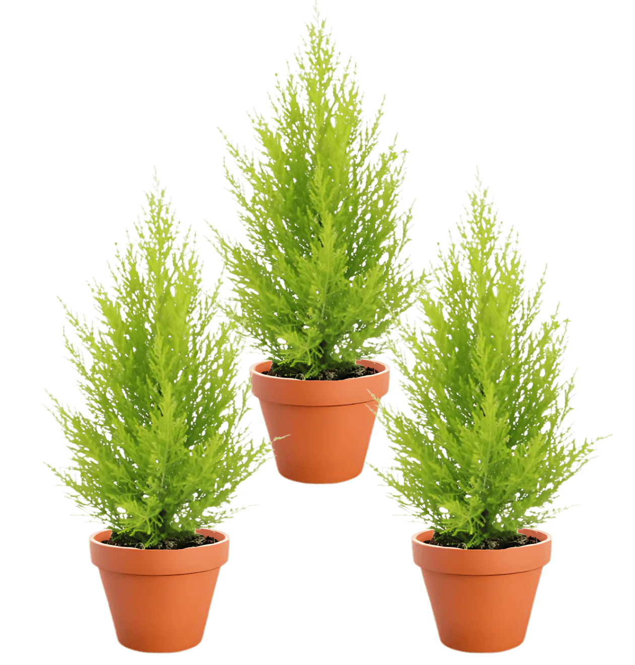 Zimmerzypresse | 3er-Set | Goldcrest | ca. 40-50 cm | Ø 12-15 cm Topf