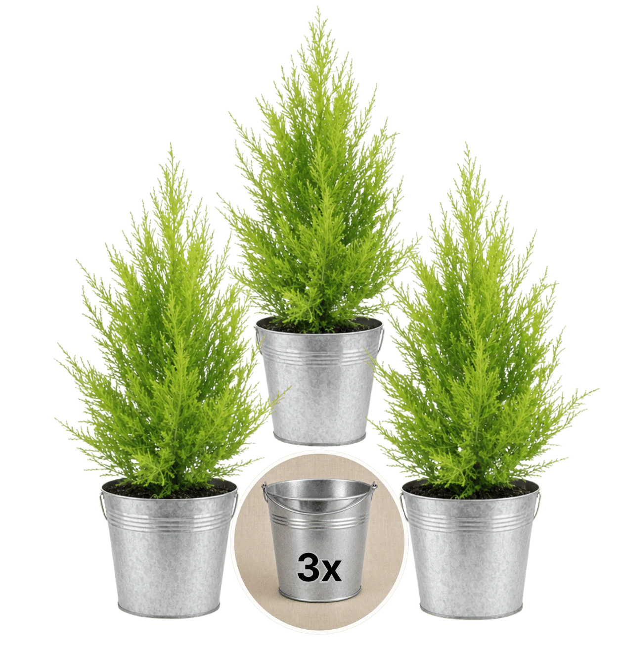 Zimmerzypresse + 3x Zinktopf | 3er-Set | Goldcrest | ca. 40-50 cm | Ø 12-15 cm Topf