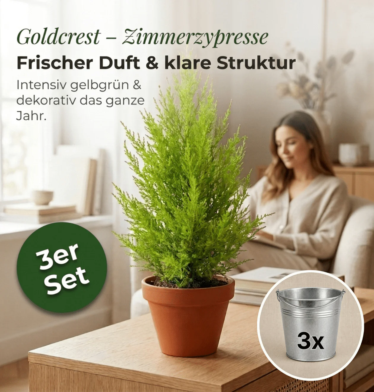 Zimmerzypresse + 3x Zinktopf | 3er-Set | Goldcrest | ca. 40-50 cm | Ø 12-15 cm Topf - Image 2